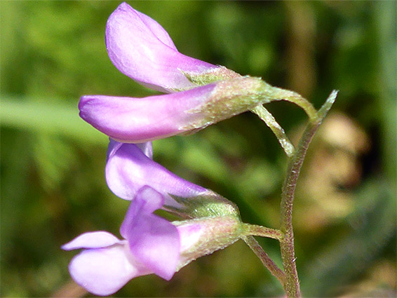 Vicia parviflora (slender tare), Fivehead Arable Fields, Somerset