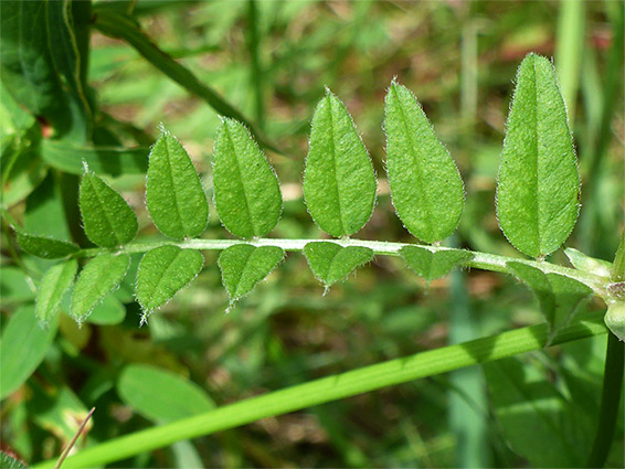 Ovate leaflets