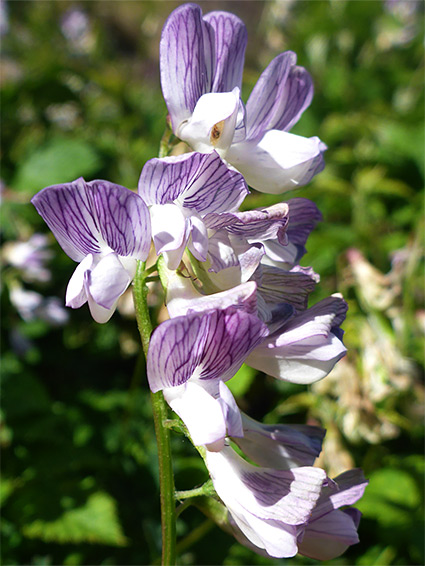 Vicia sylvatica (wood vetch), Lee Bay, Devon