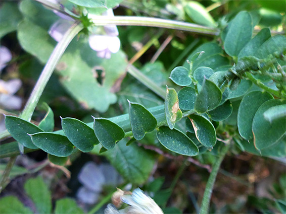 Pinnate leaves