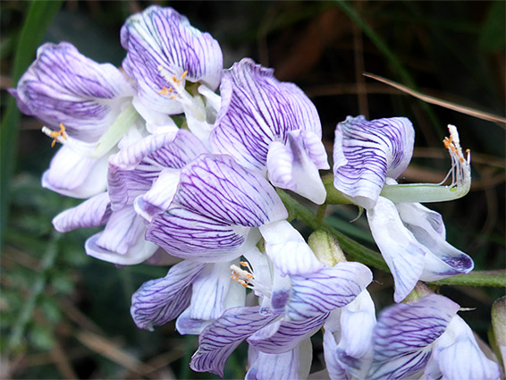 Clustered flowers