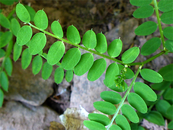 Pinnate leaves