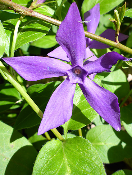 Leaves and flower