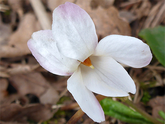 White flower