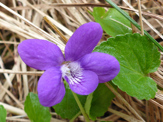 Flower and leaves