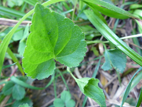 Shallowly toothed leaf