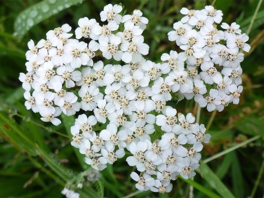 Yarrow