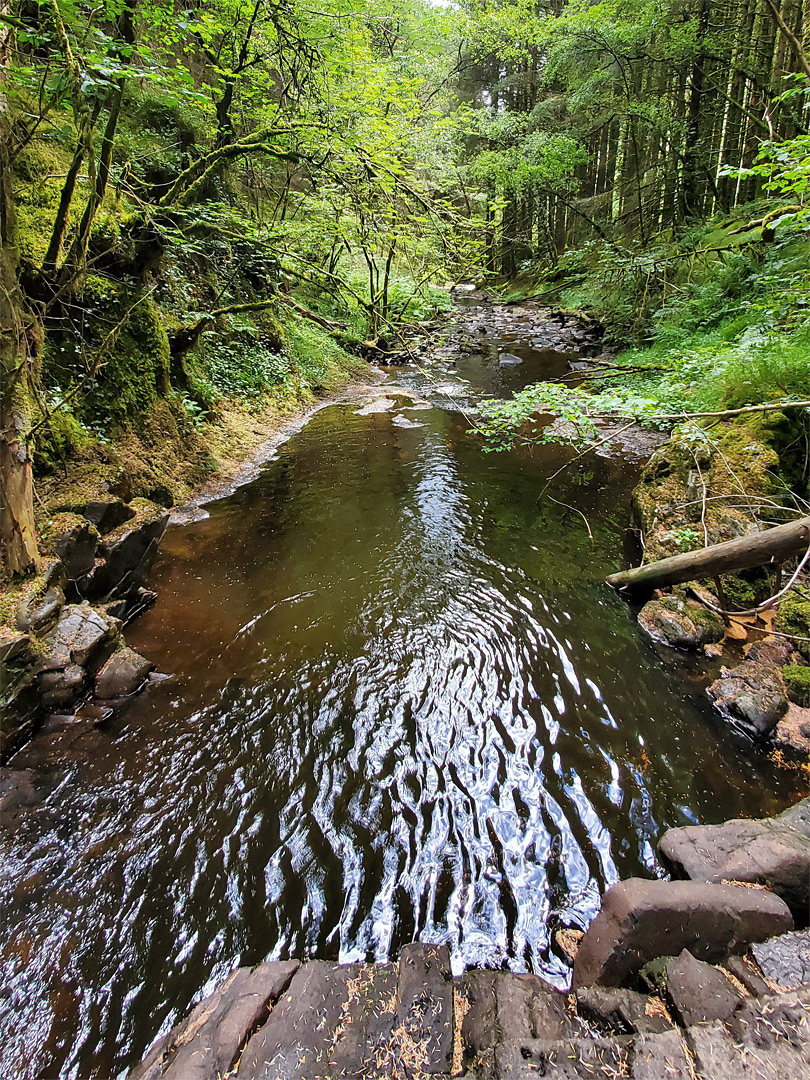 Woodland stream