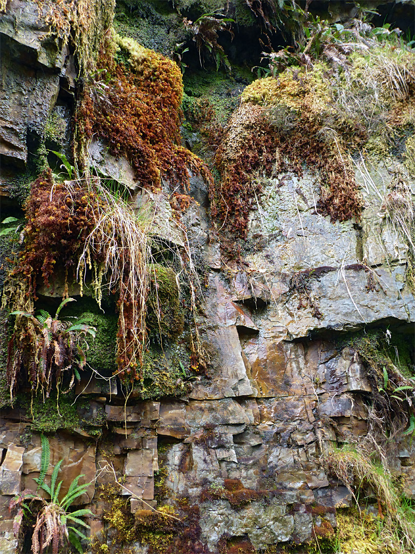 Plants on a cliff