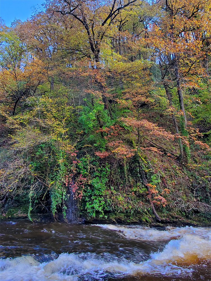 Leaves in autumn