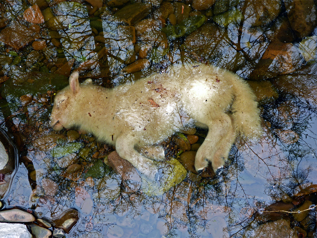 Dead lamb