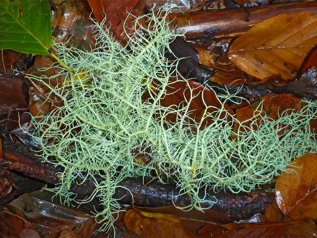 Inflated beard lichen