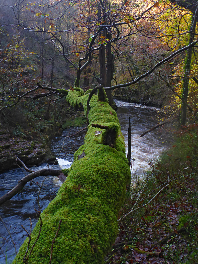 Mossy tree