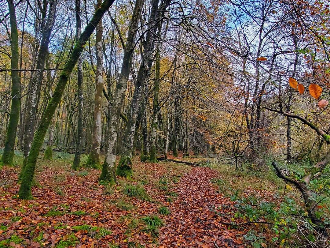 Woodland path