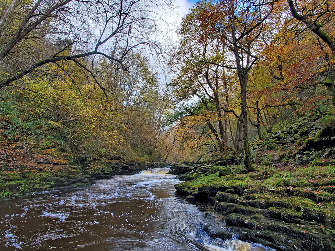 Autumnal woodland