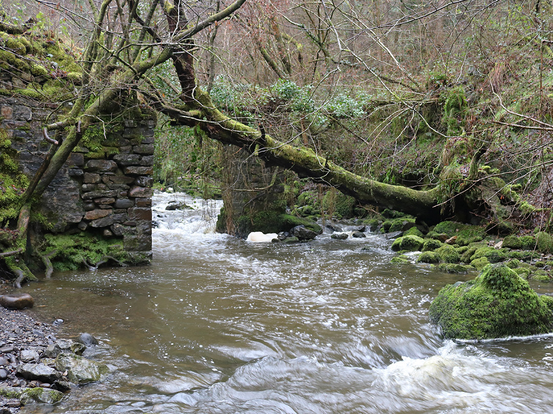 Fallen tree