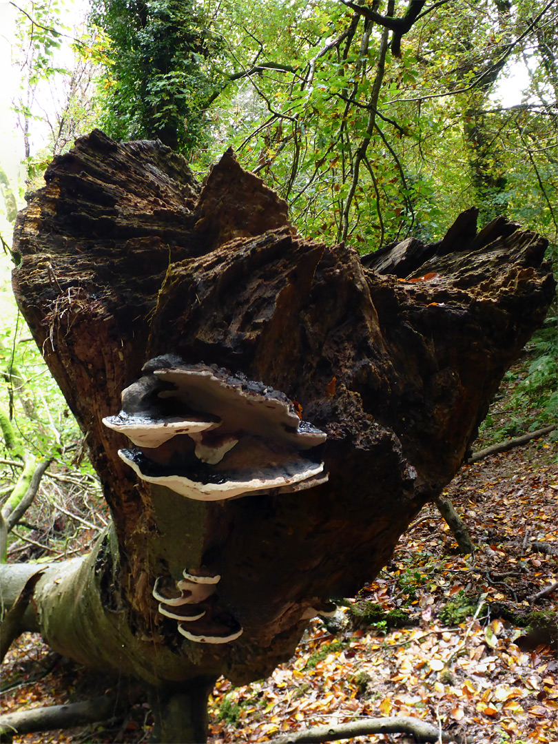 Fungi on tree trunk