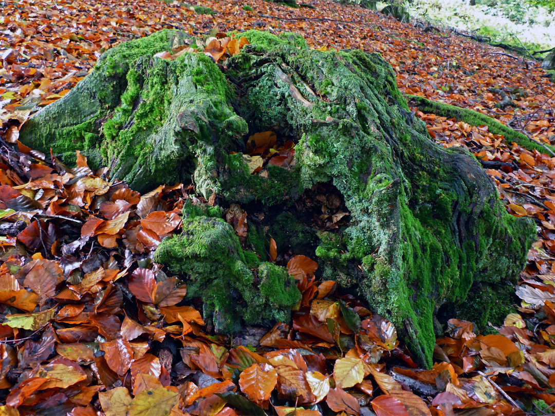 Leaves and stump