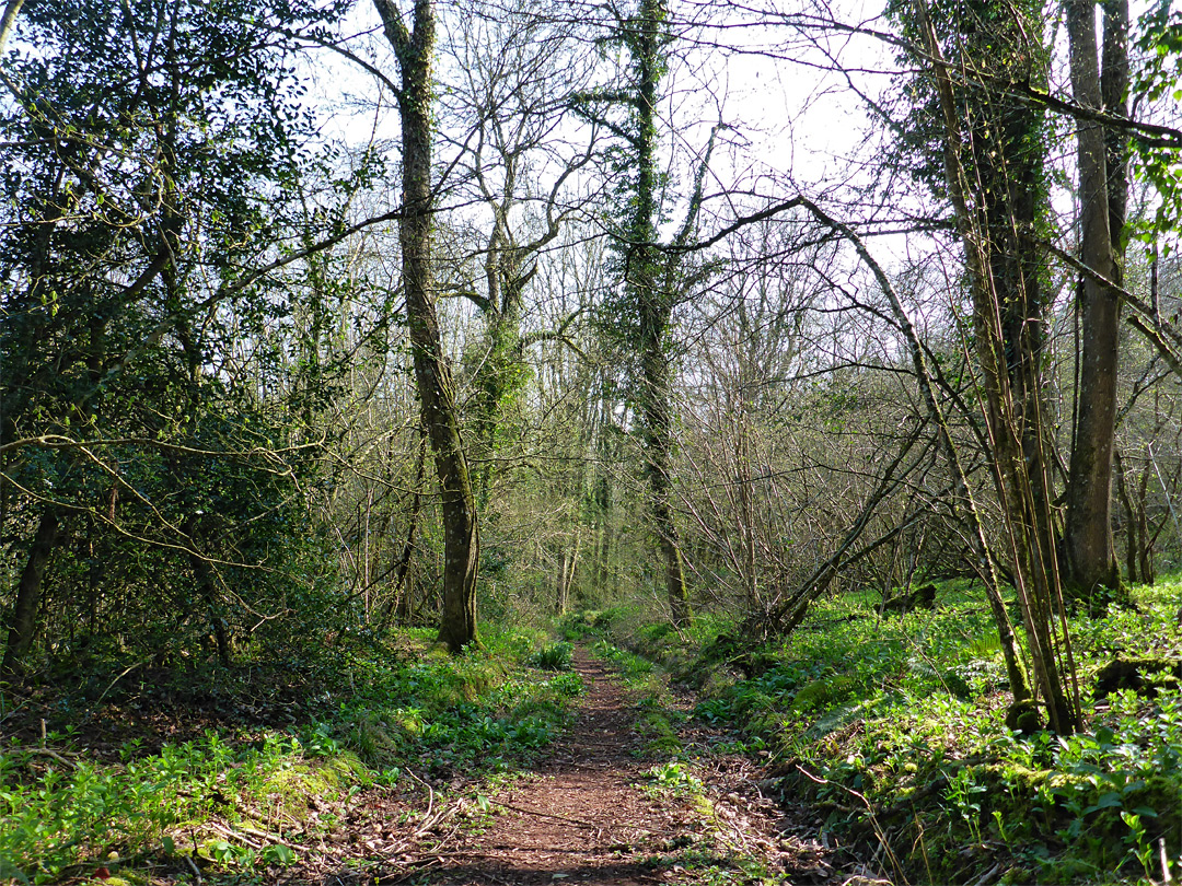 Woodland track