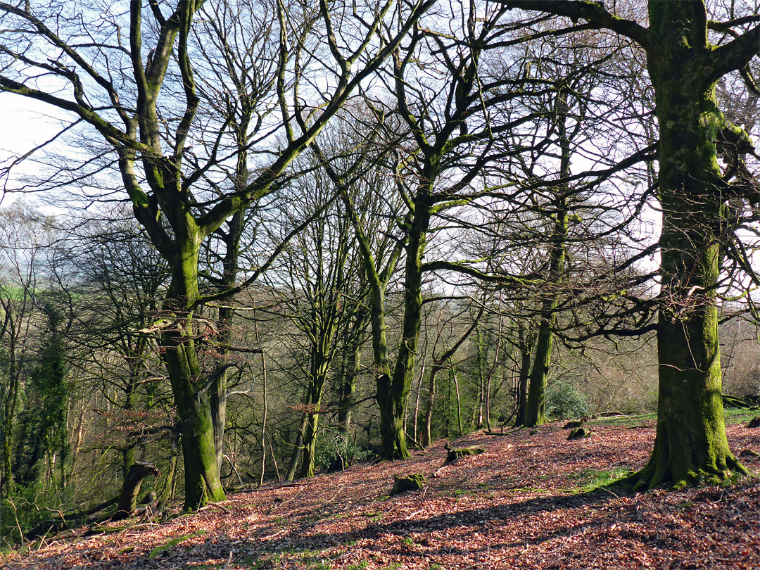 Leafless trees