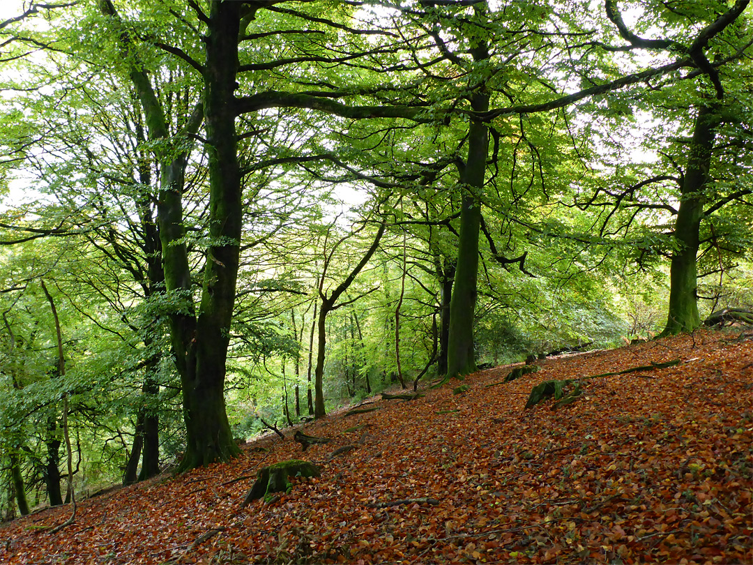 Trees and leaves