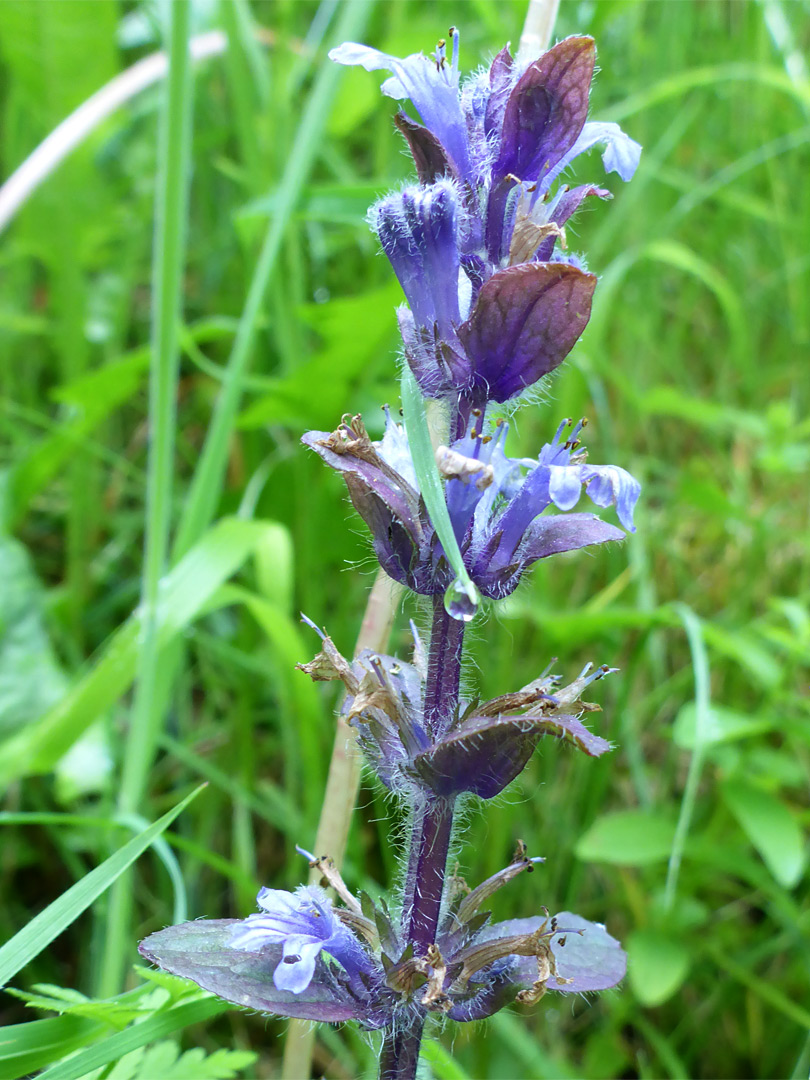 Partly withered flowers