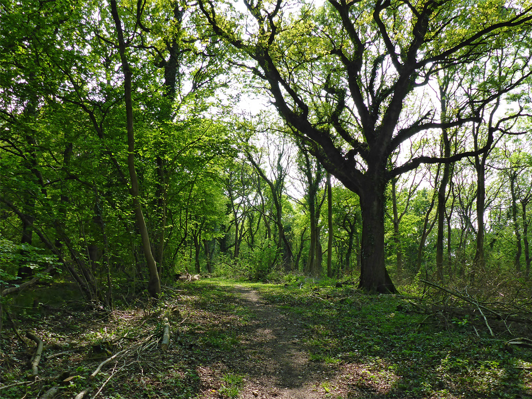 Woodland track