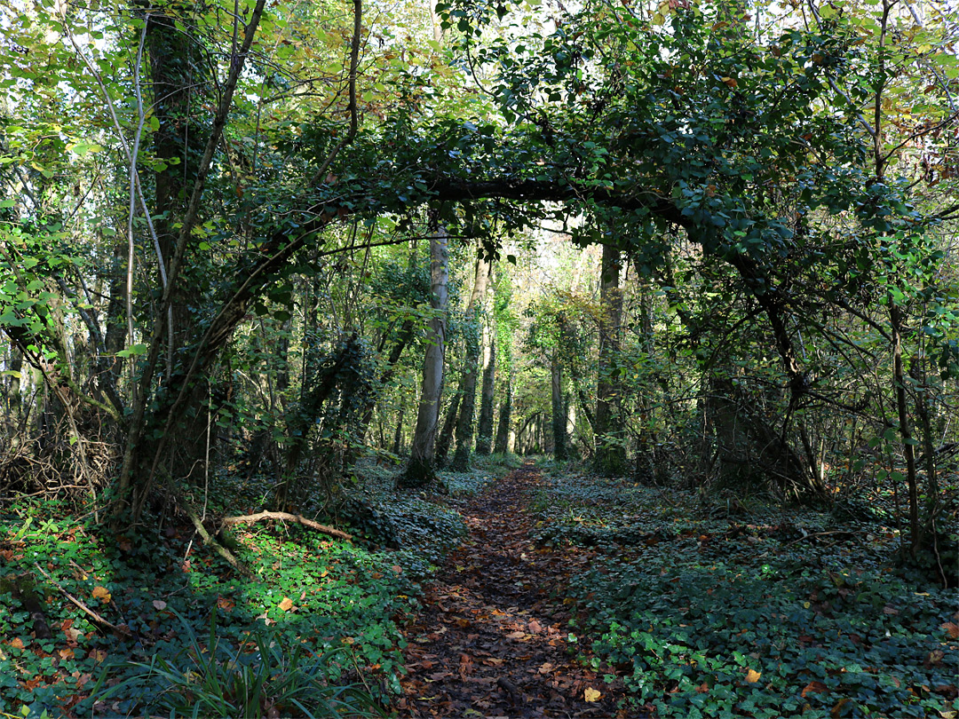 Tree across the path