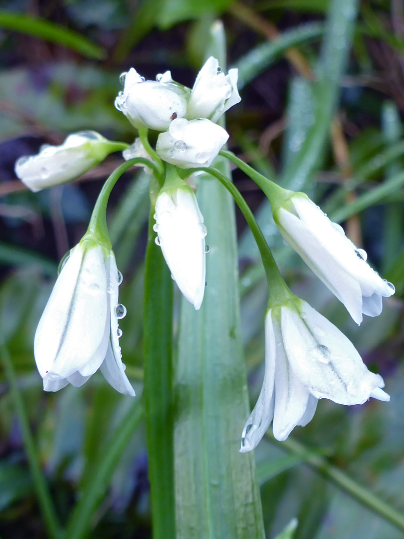 Buds of three-cornered leek