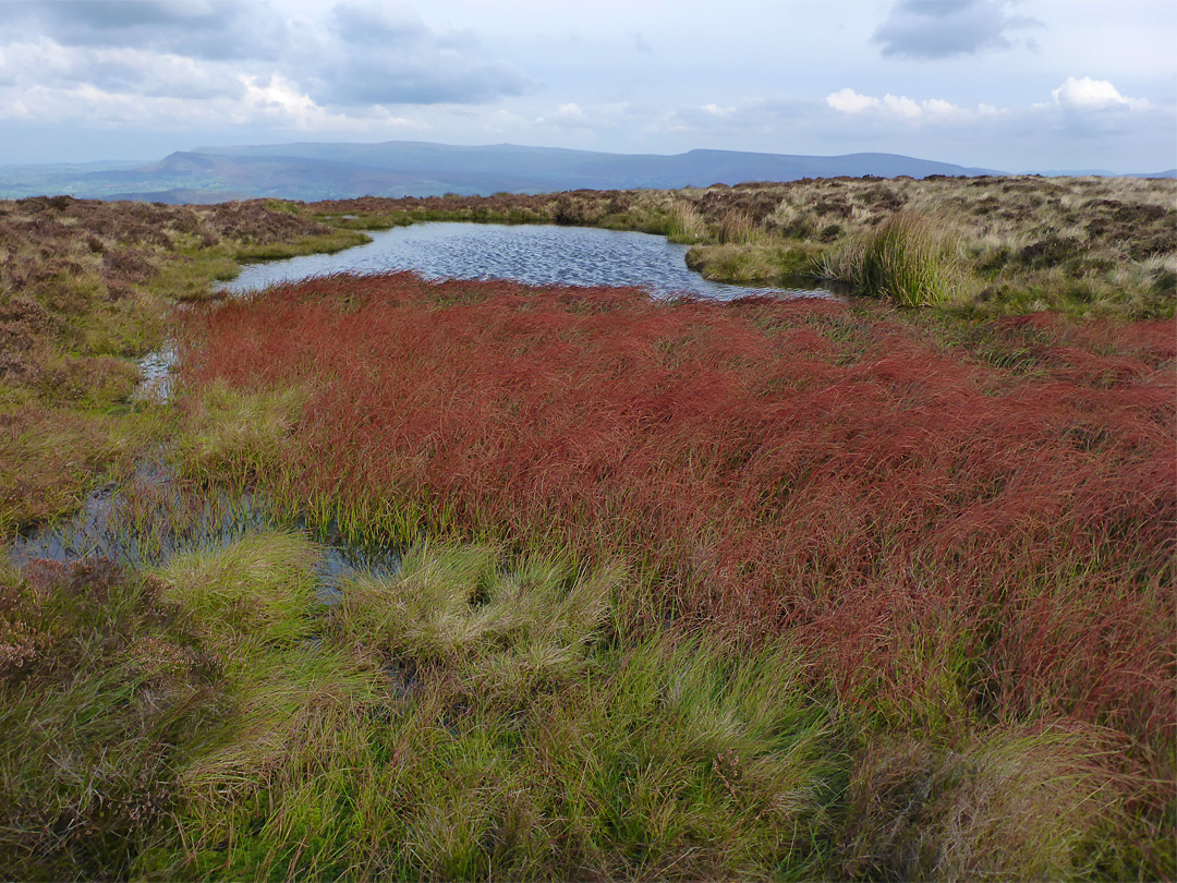 Moorland pool