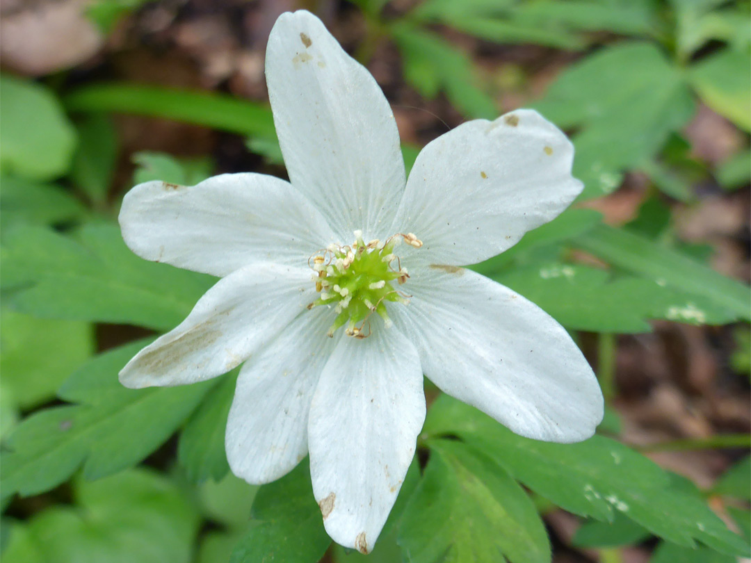 Withered flower