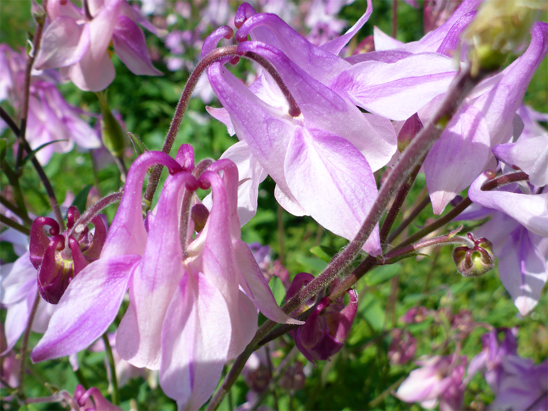 Pale pink flowers