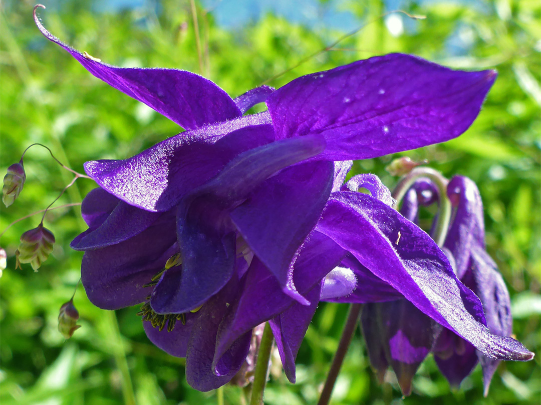 Columbine