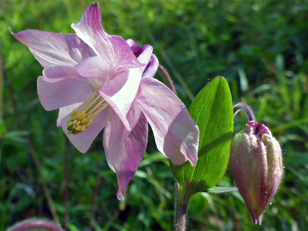 Columbine