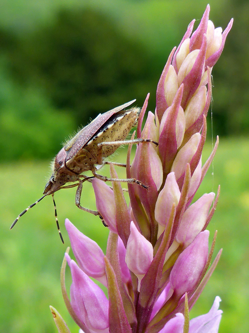 Hairy shield bug