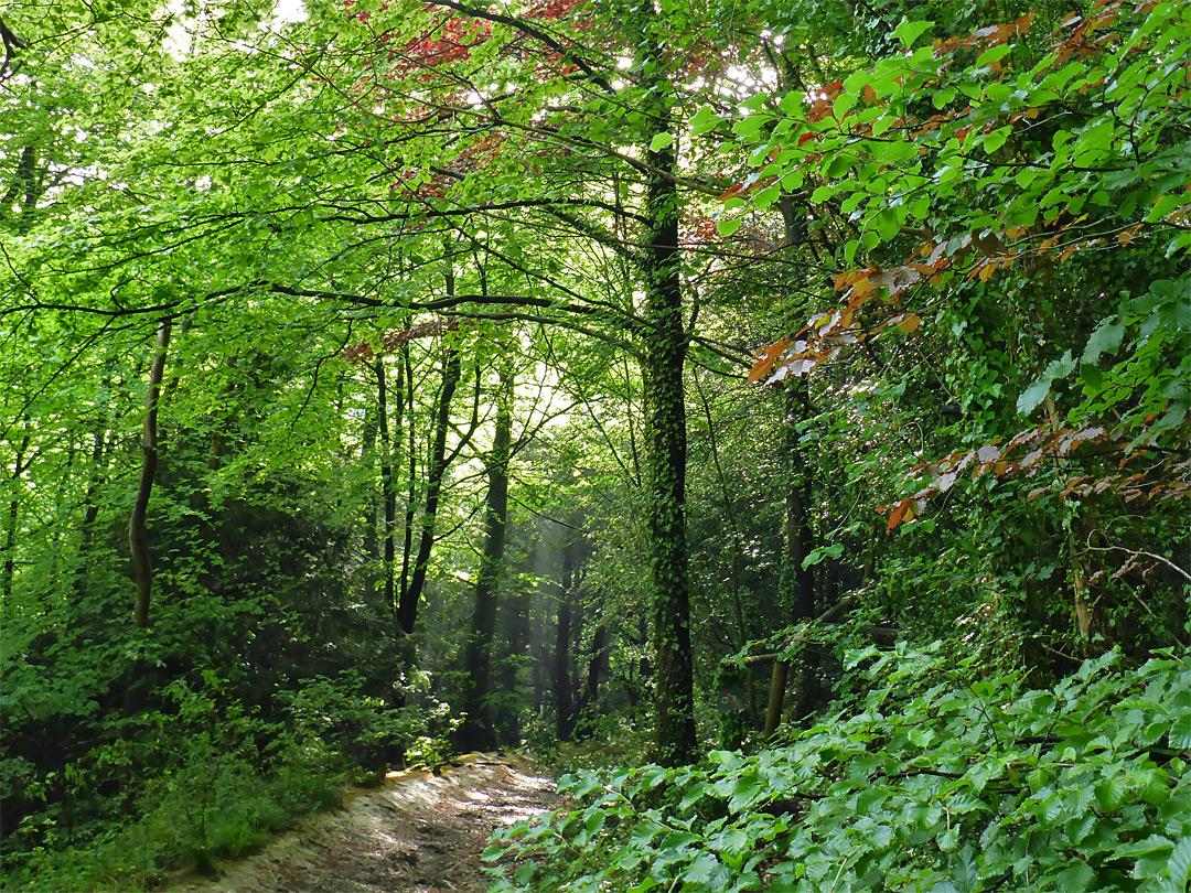 Atmospheric woodland