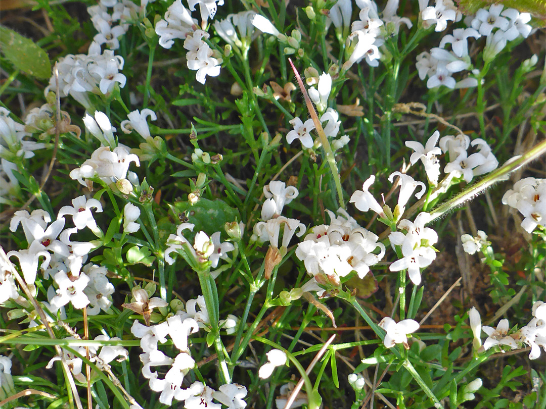 Many white flowers