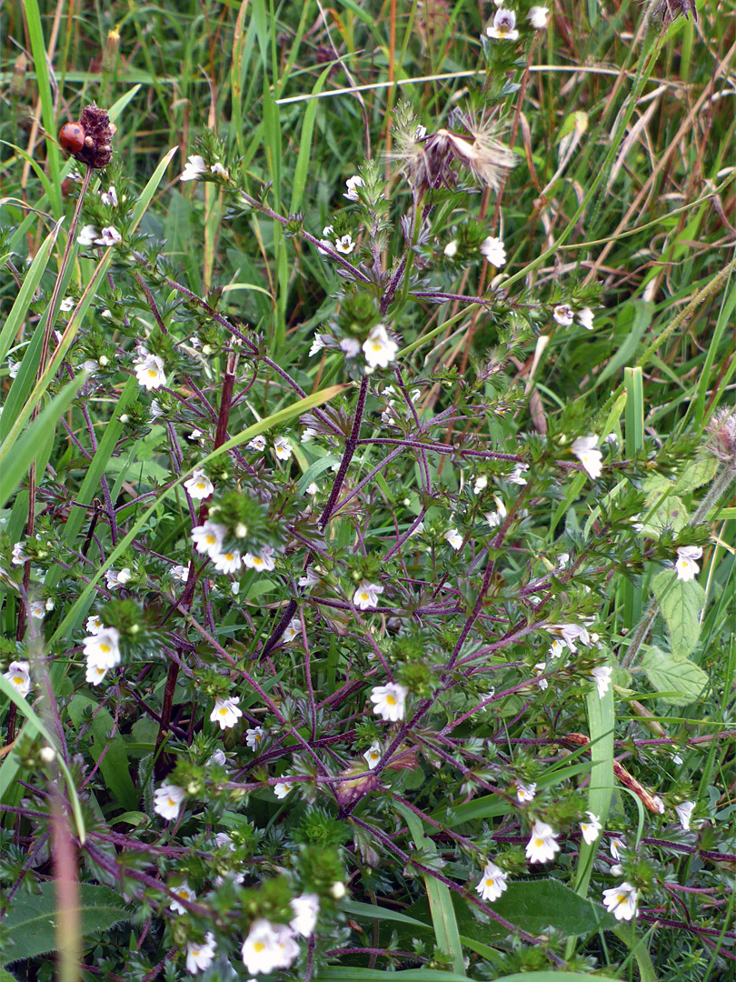 Chalk eyebright