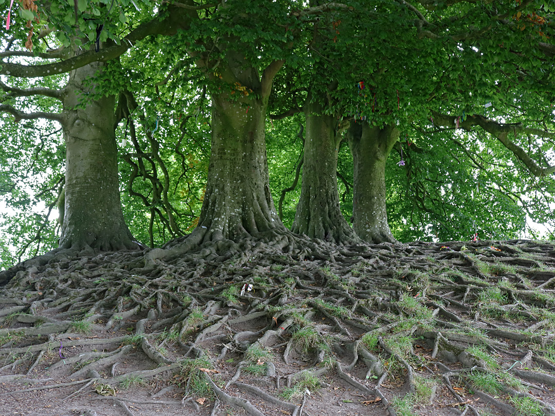 Tree roots