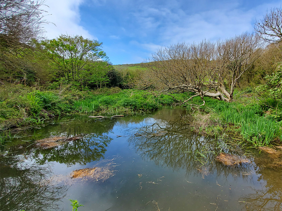 Pond