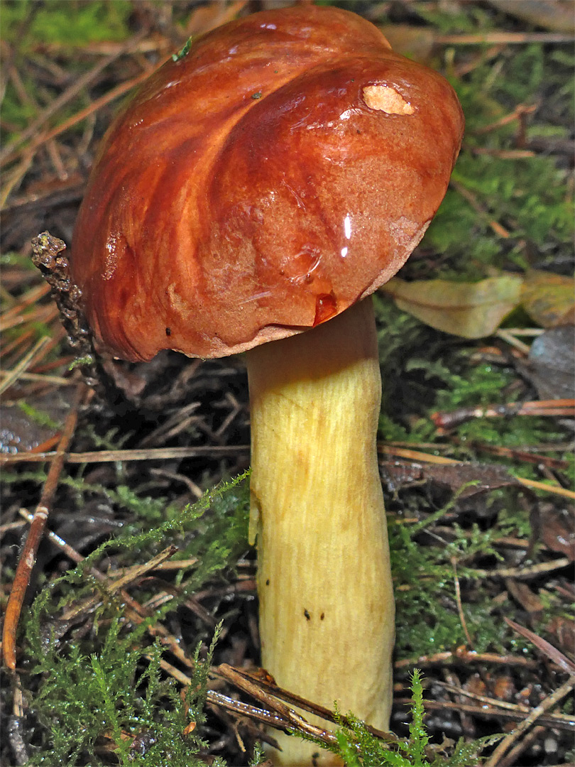 Bay bolete