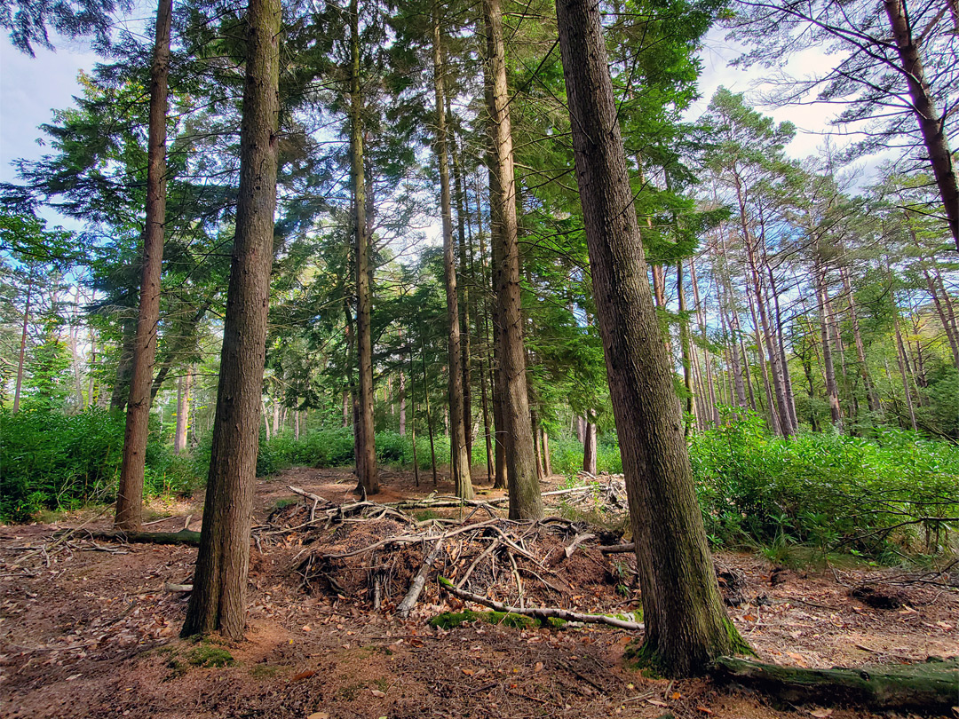 Bushes and conifers