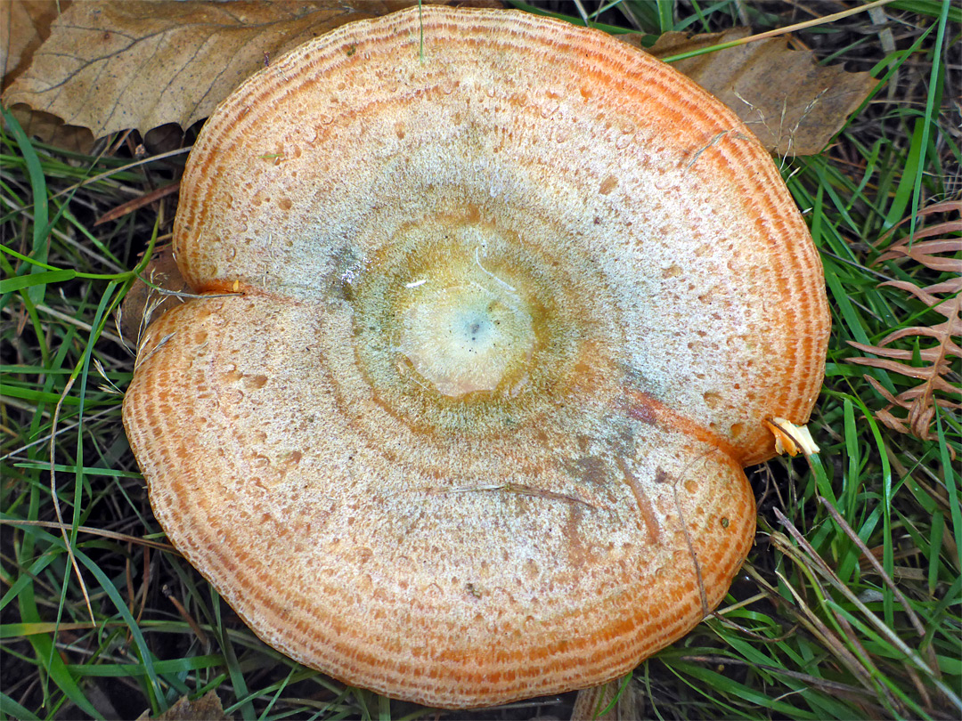 Saffron milkcap