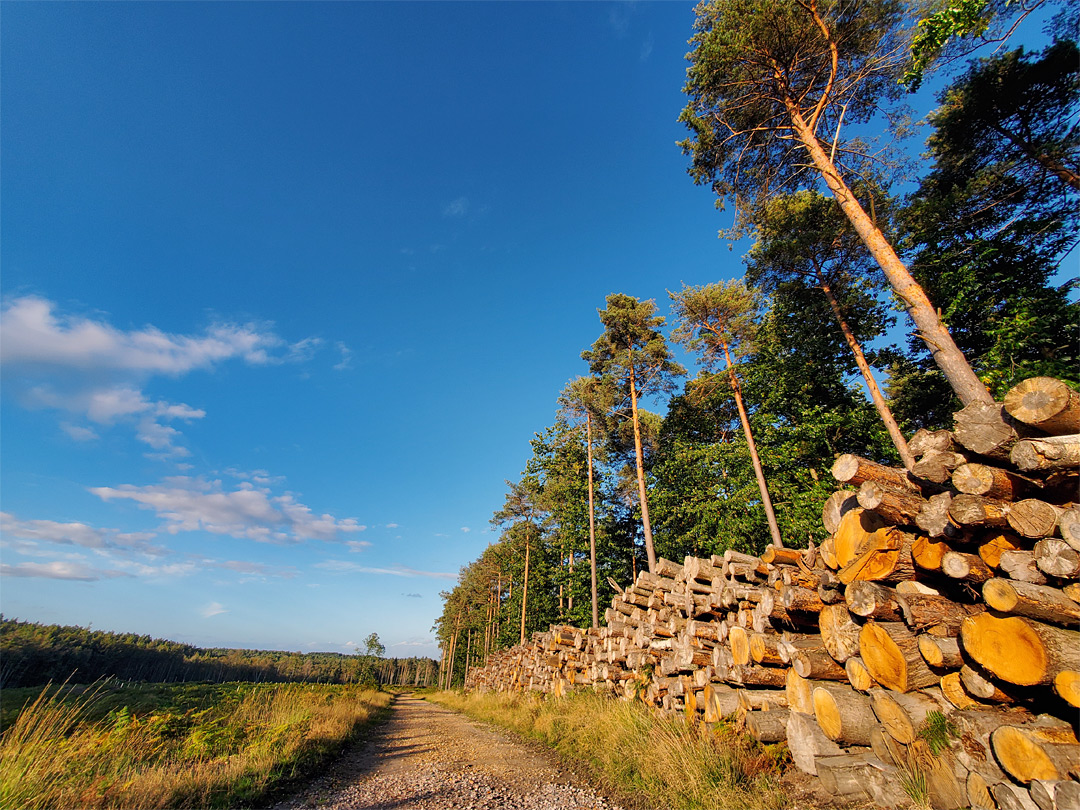 Woodpile