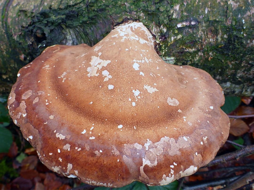 Birch polypore