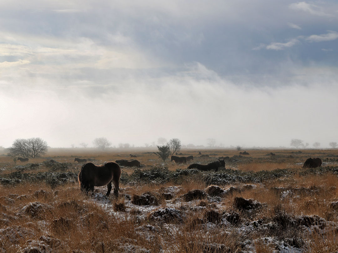 Horses in the mist