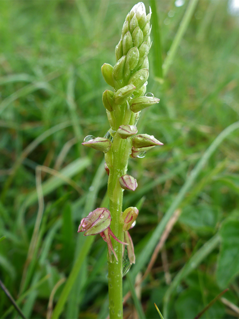 Man orchid