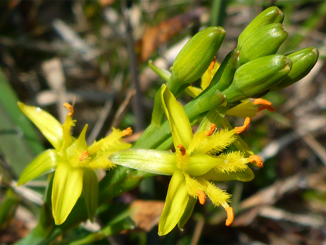 Bog asphodel