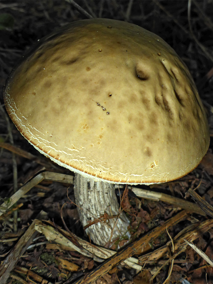 Brown birch bolete