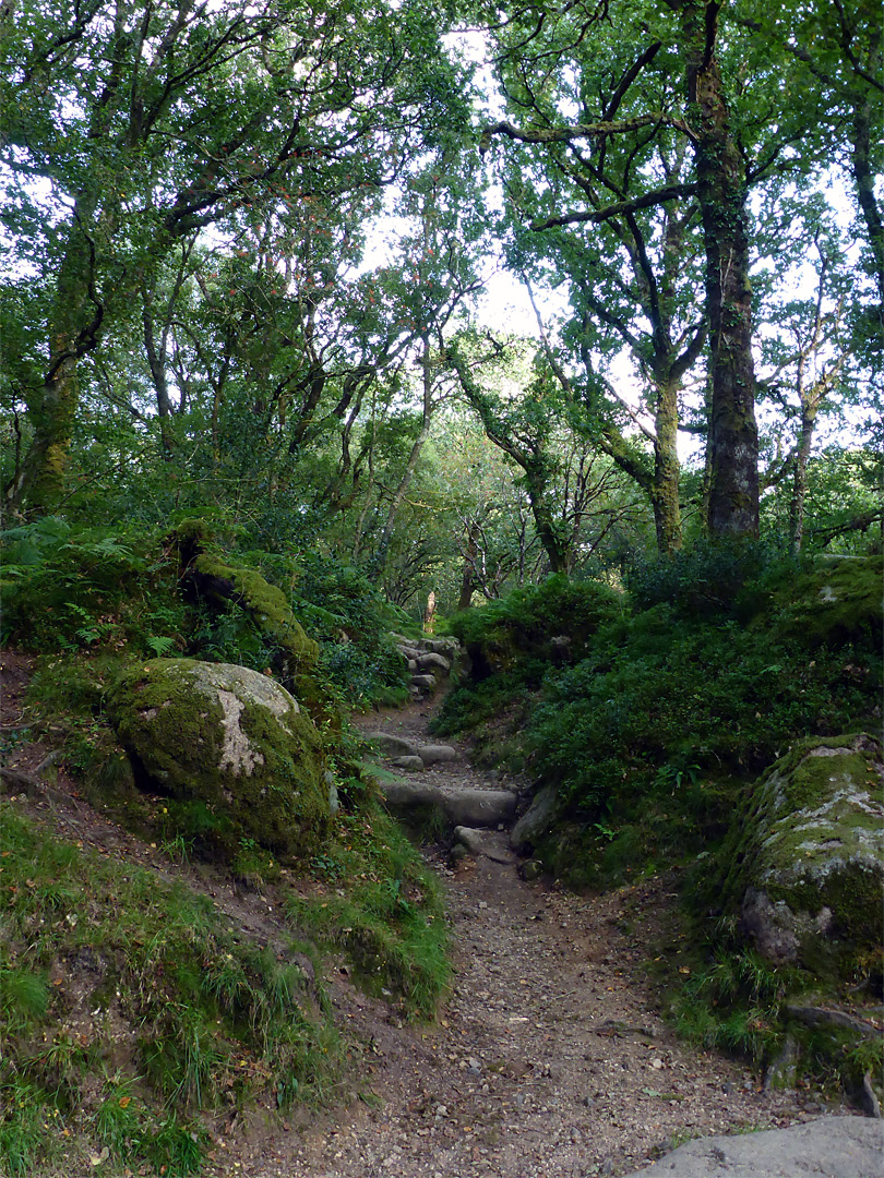 Woodland path